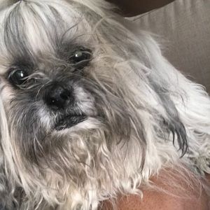 Meet your Posher, Anyi